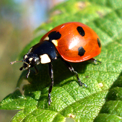 ladybug_article2