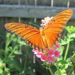 backyard-butterfly-3